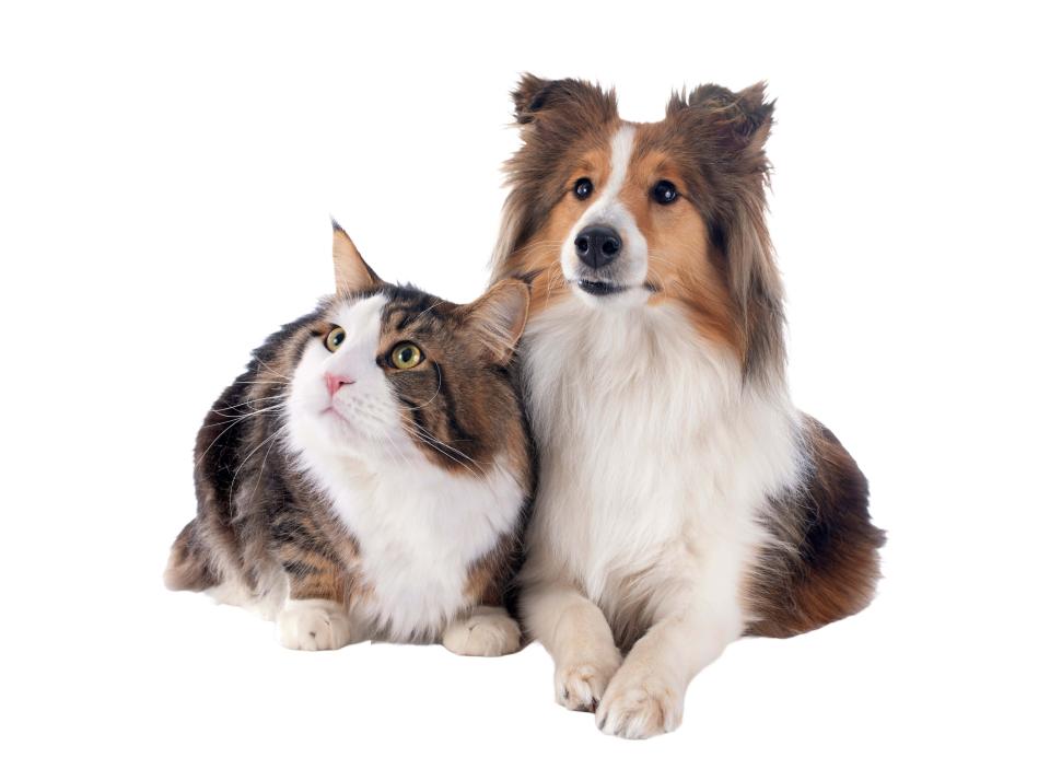 Tratamiento de Micosis